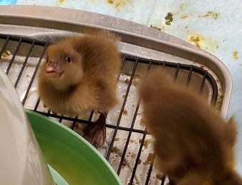 2 Days Old