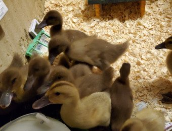 2 Weeks Old