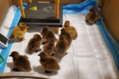 20220414_124634-rotated