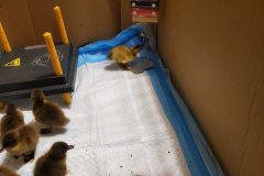 20220414_130951-rotated
