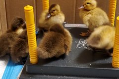 20220414_153217-rotated