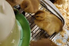 20220419_074409-rotated
