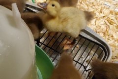20220419_074454-rotated